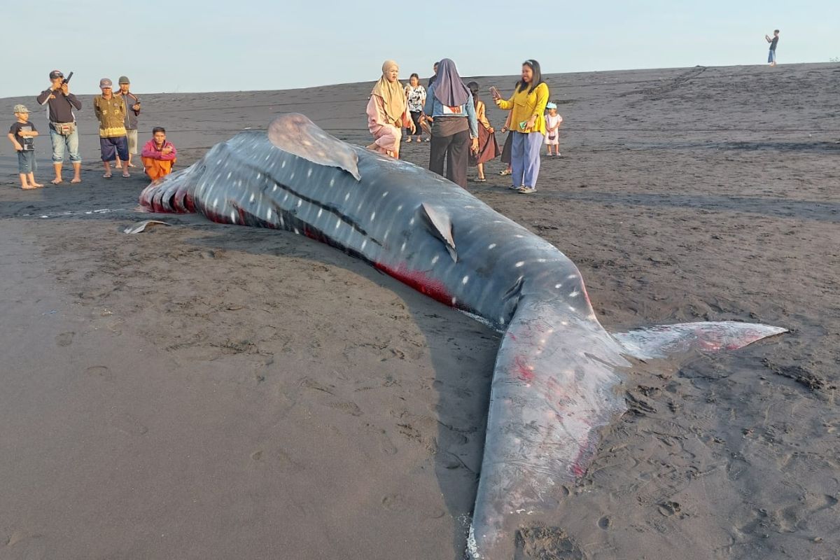 Hiu tutul sepanjang 7 meter terdampar di Pantai Wotgalih Lumajang