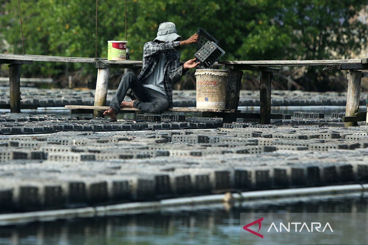 FOTO - Panen kepiting soka metode keramba apung