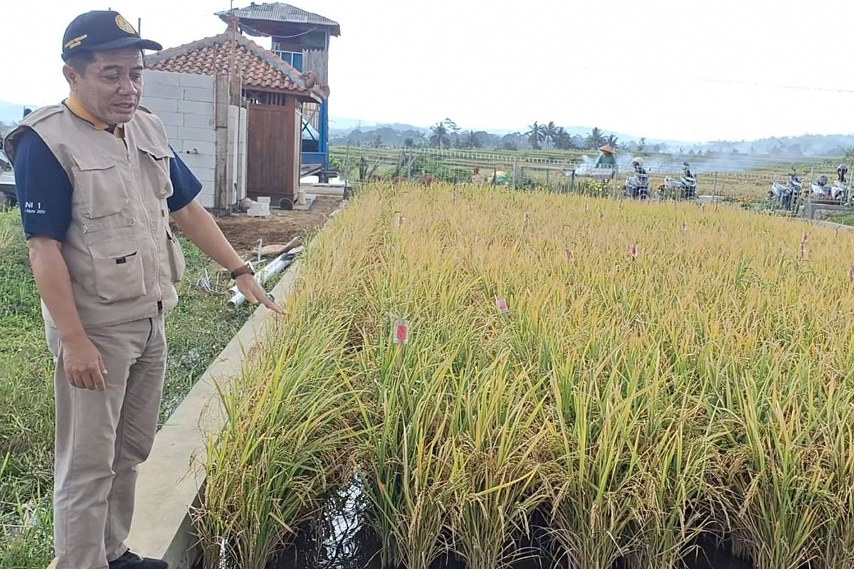 Pakar Unsoed dukung target swasembada pencapaian pangan yang ditetapkan Prabowo