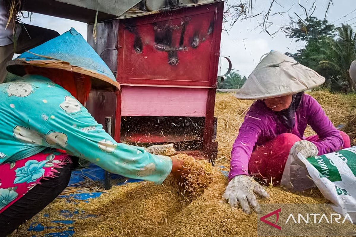 Pengamat: Lahan dan teknologi jadi tantangan kedaulatan pangan