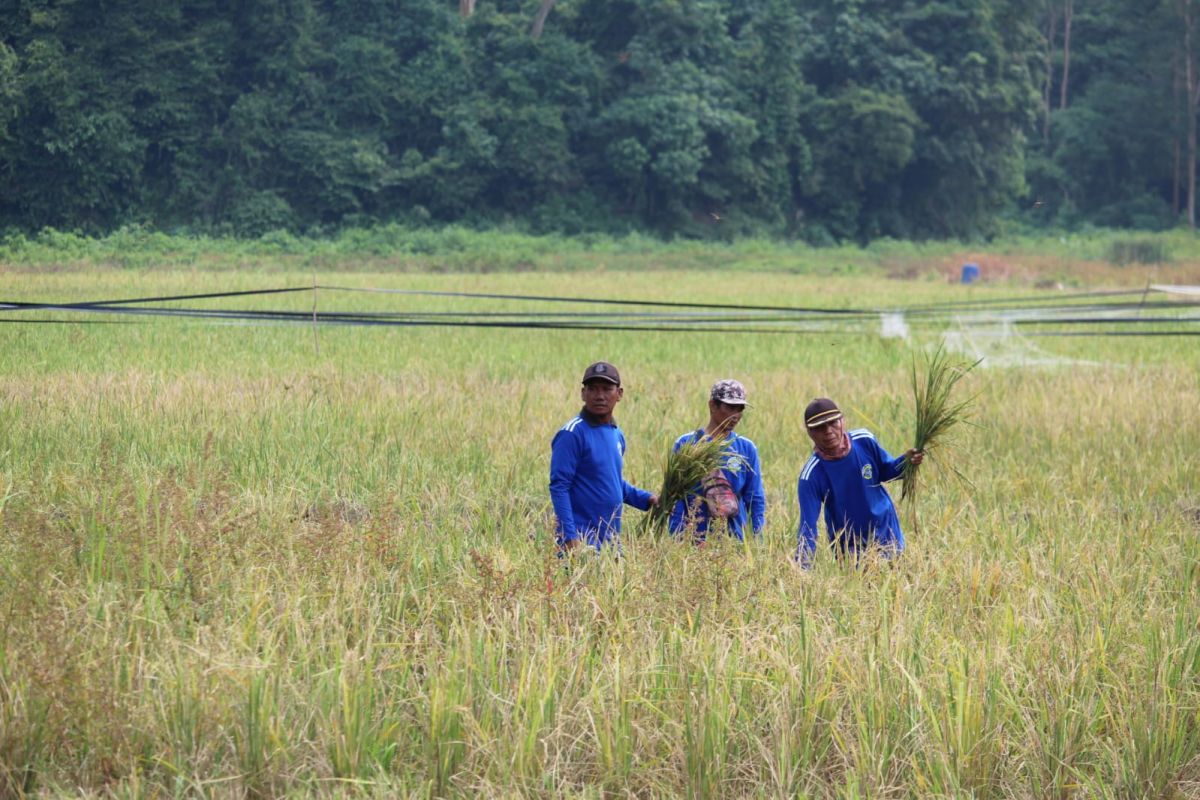 Bulog Lampung telah menyerap 6.000 ton gabah basah petani