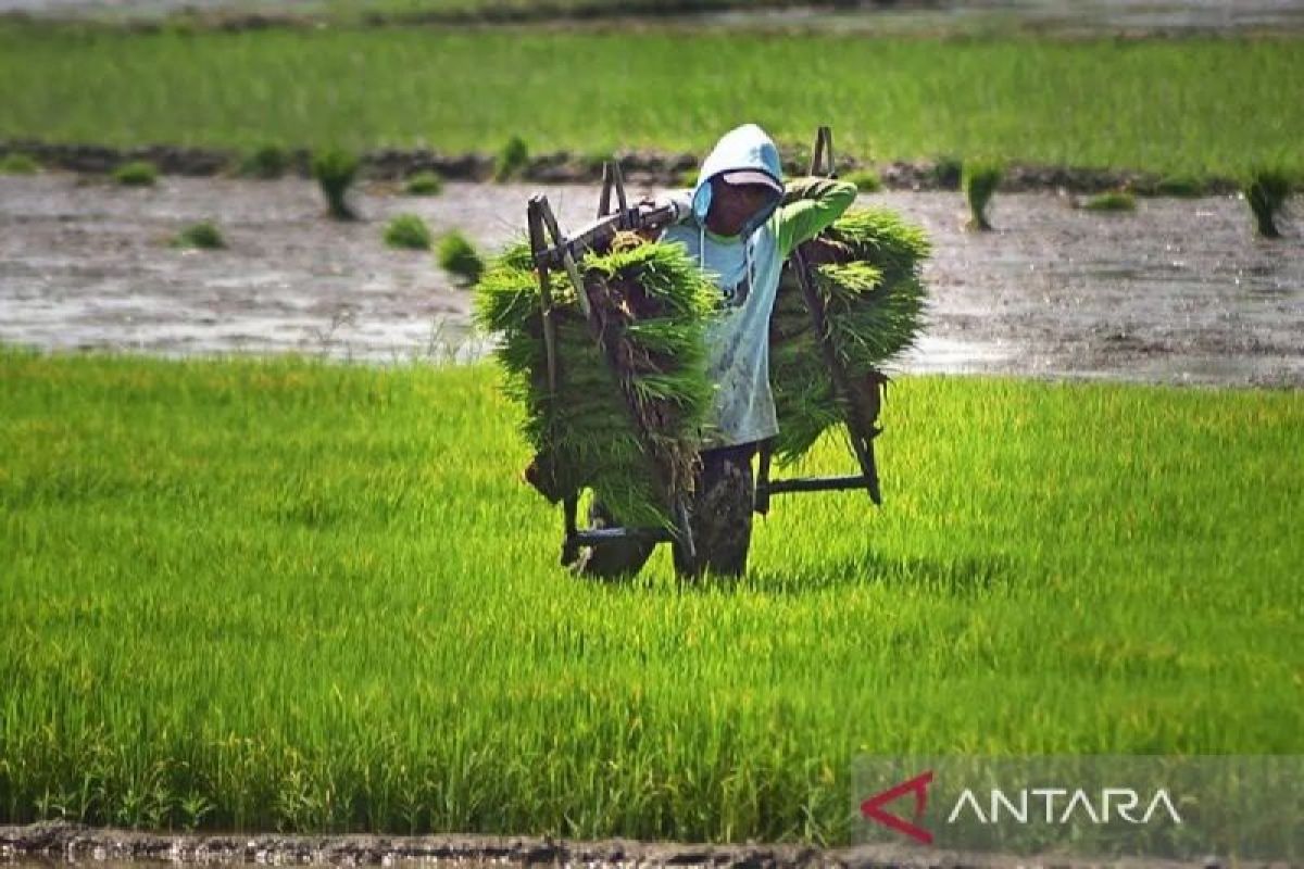 BPSIP Aceh targetkan 31 ton produksi benih padi dan jagung