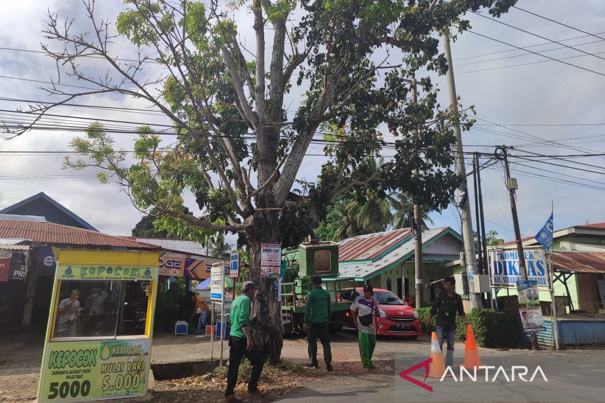 Pemkot Bengkulu pangkas pohon tua di pinggir jalan antisipasi tumbang