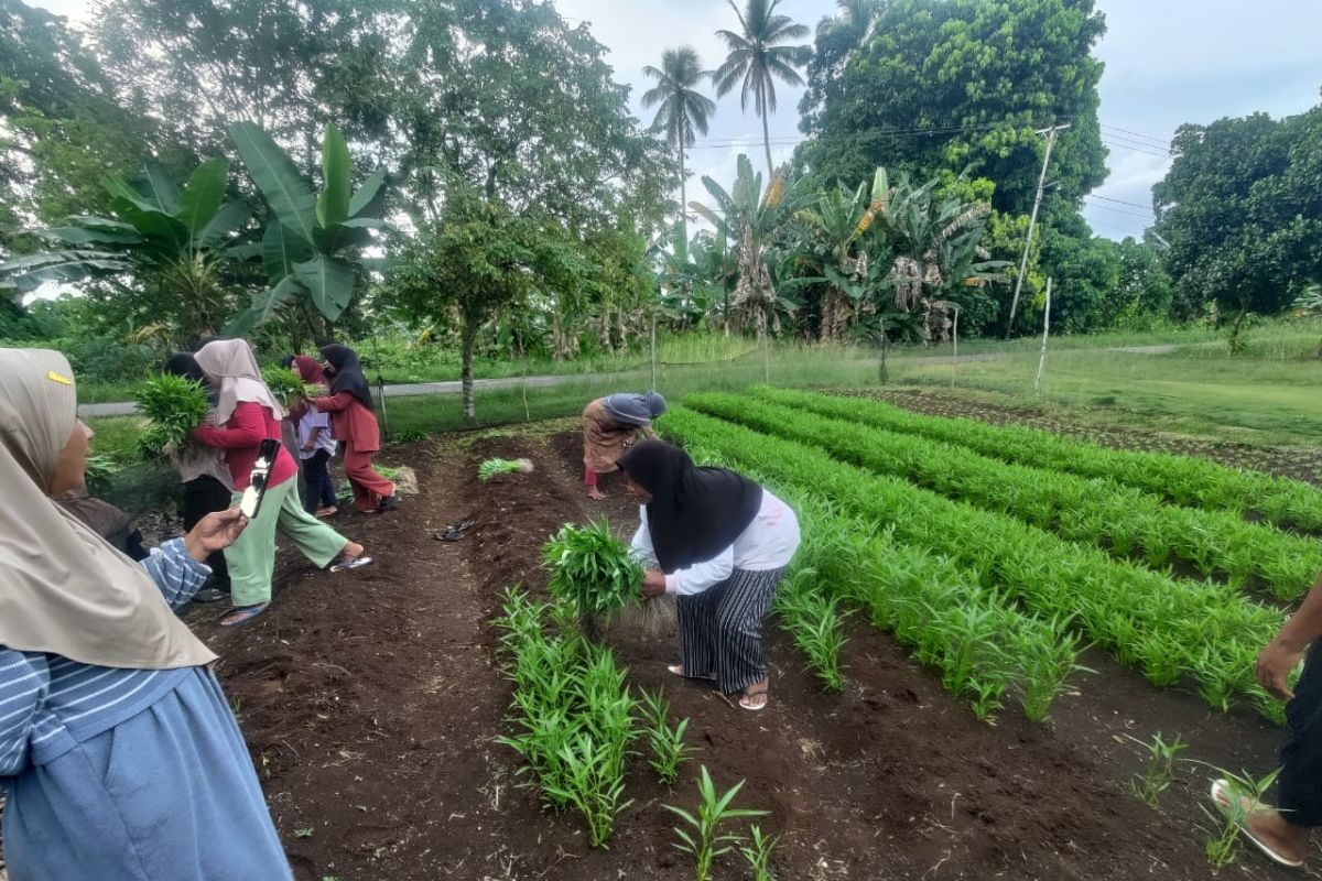 Sekolah  perempuan di Morotai panen perdana sayur-mayur