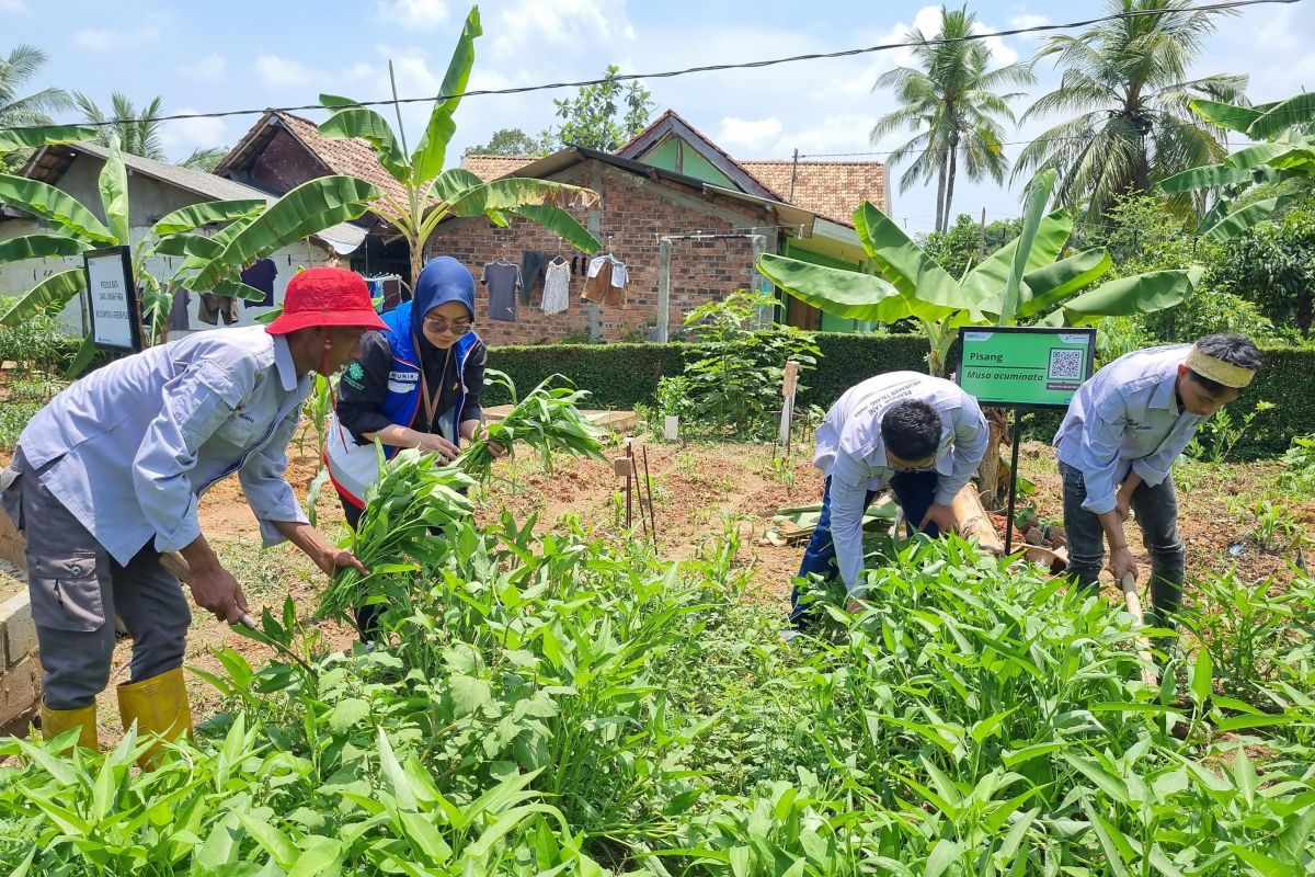 Pertamina Patra Niaga sulap lahan bekas galian jadi sumber pangan