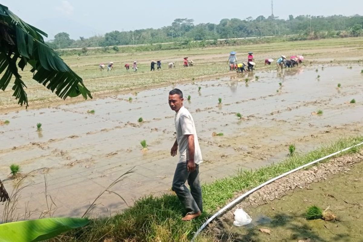 Wujudkan swasembada pangan, Pemkab Lebak siapkan benih unggul