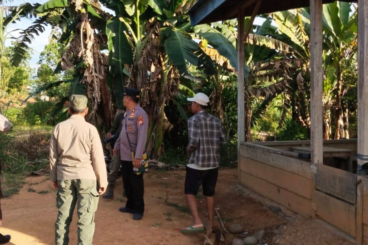 Petugas BKSDA Bengkulu siaga di lokasi konflik satwa harimau