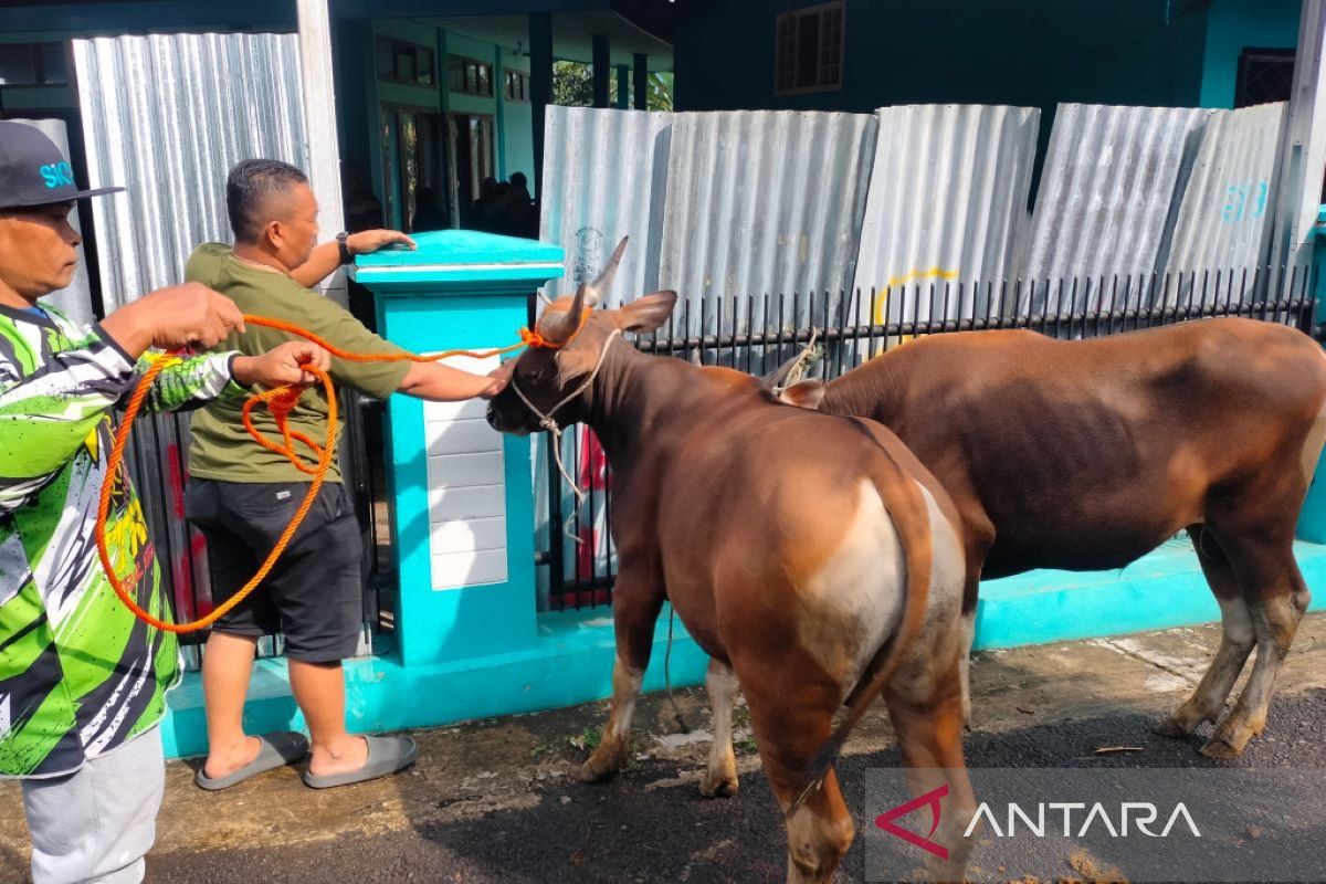 Pemkab Rejang Lebong antisipasi penyebaran penyakit ngorok pada ternak