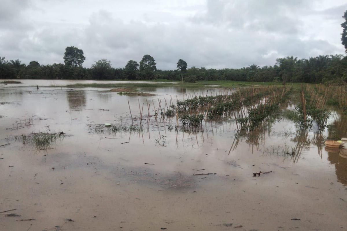 719 hektare lahan pertanian rusak akibat banjir di Aceh Selatan