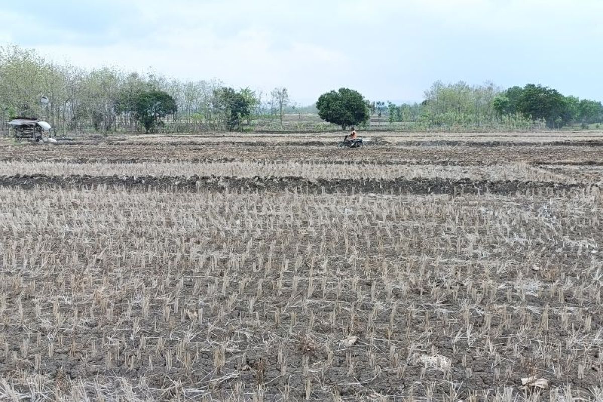 BPBD Bojonegoro sebut 57 desa masih alami kekeringan