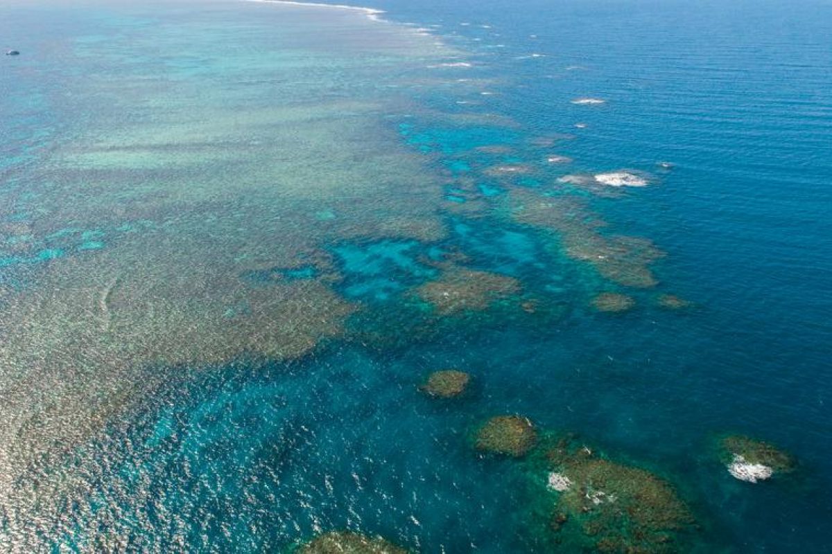 Studi: Pola angin penyebab utama pemutihan karang Great Barrier Reef