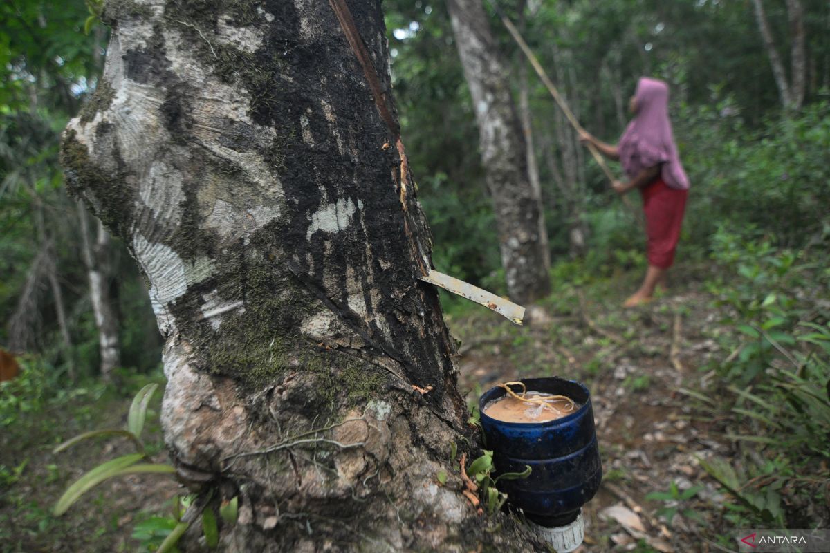 Kenaikan harga karet di Bengkulu didorong faktor global, capai Rp28 ribu per kg