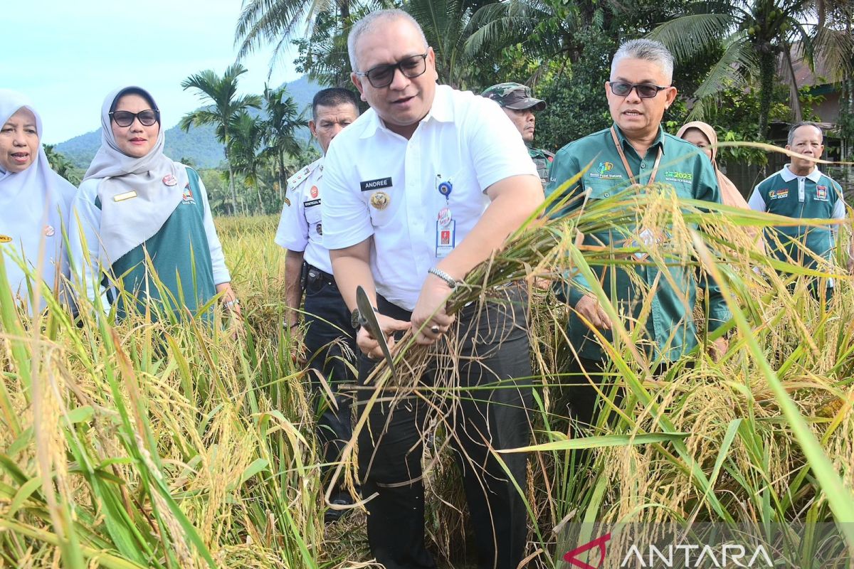 Sawah Pokok Murah ala Djoni untuk kesejahteraan petani