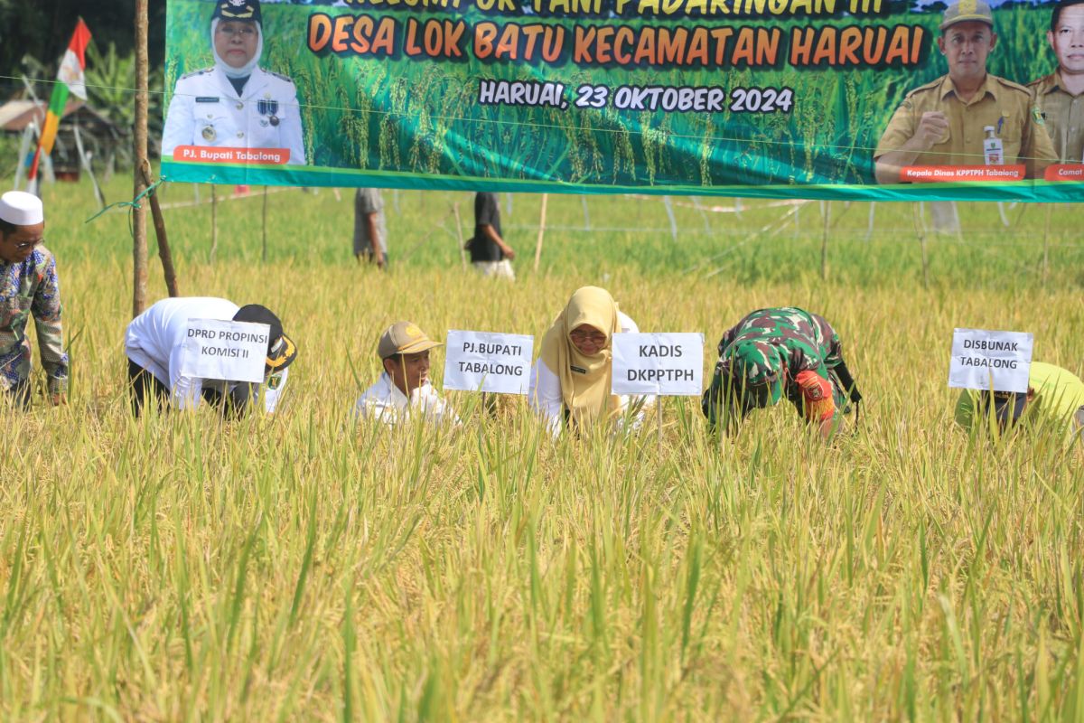 Petani Desa Lok Batu Tabalong kembangkan varietas padi Mikongga