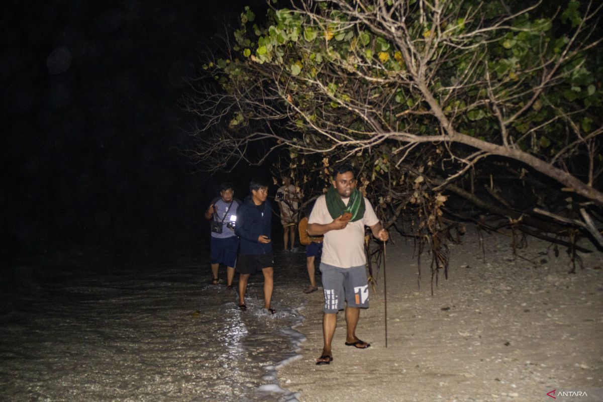 Akhir dari puncak peneluran penyu di Pulau Bando di Oktober