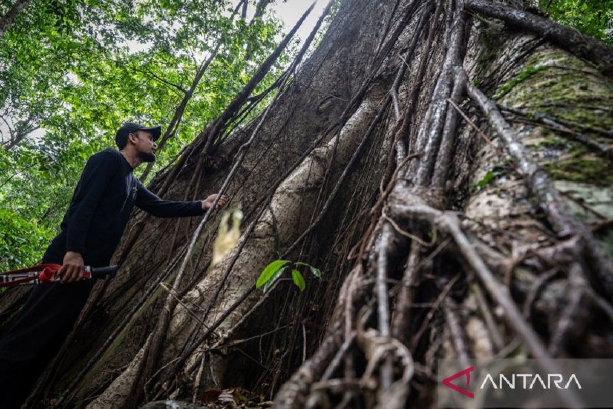 Kalsel gaet puluhan pemuda membentuk Meratus Geopark Youth Forum