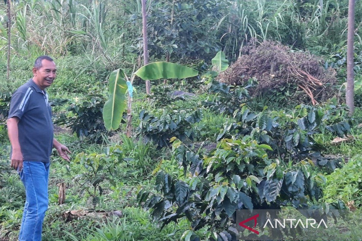 Pemerintah bantu 10.000 bibit kopi untuk petani di Distrik Warmare