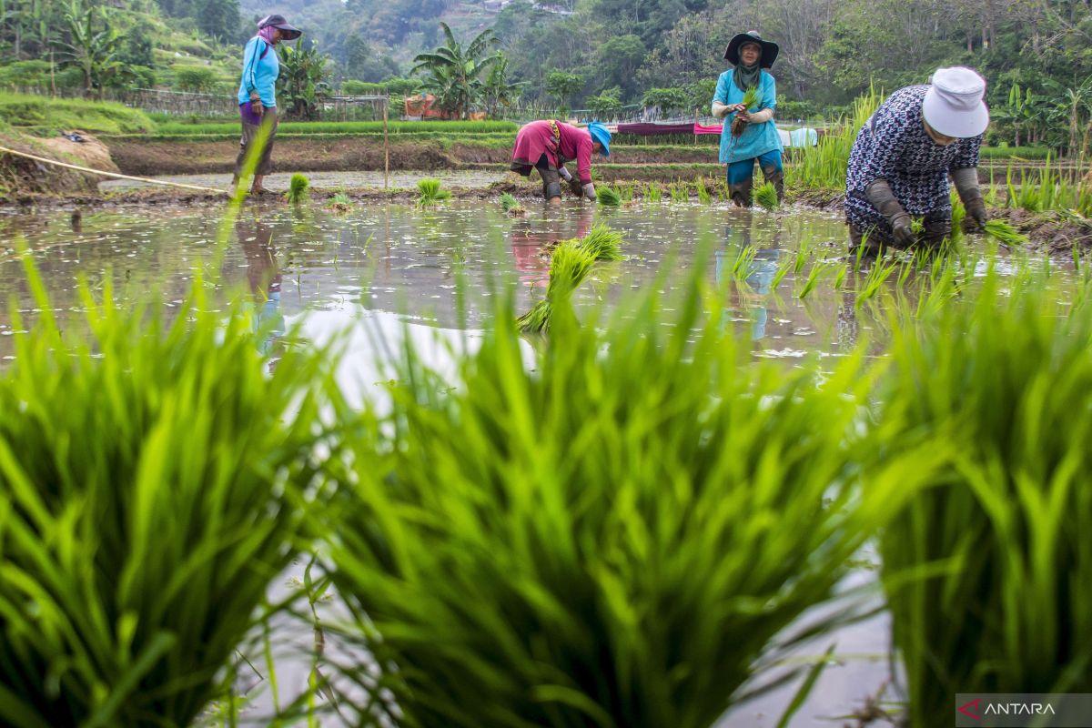 Prabowo orders fasters development of 3 mln hectares of rice fields