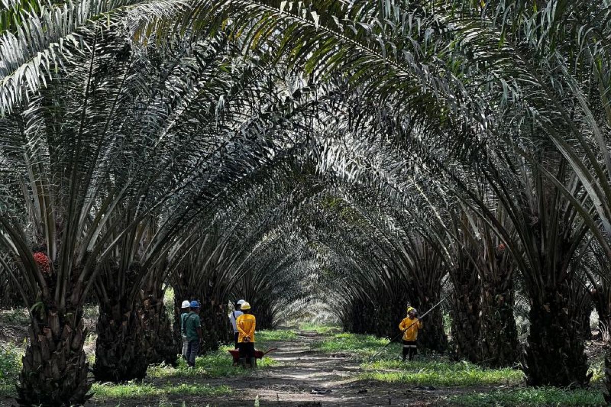 Ciptakan Klon Unggul Sawit, BRIN dan Astra Agro Kembangkan Kultur Jaringan