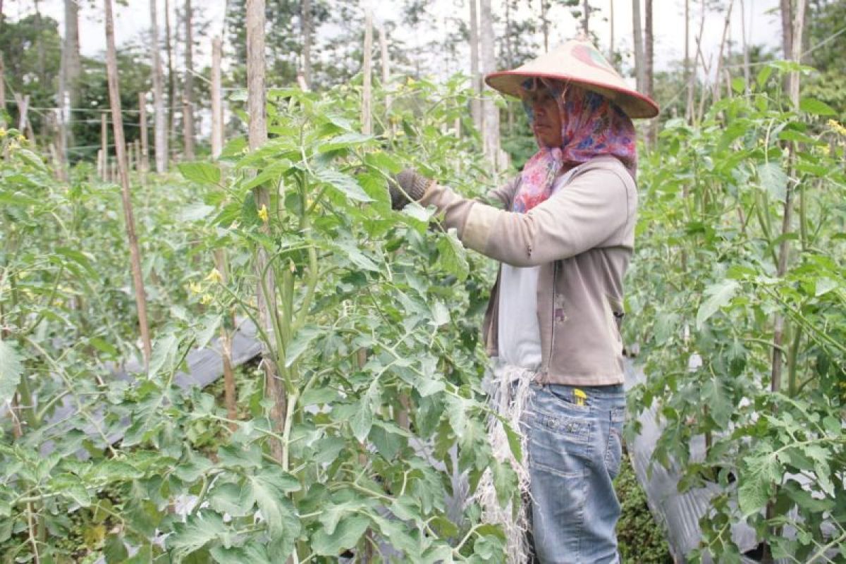 Menyiapkan program pangan berkelanjutan lewat teknologi pertanian