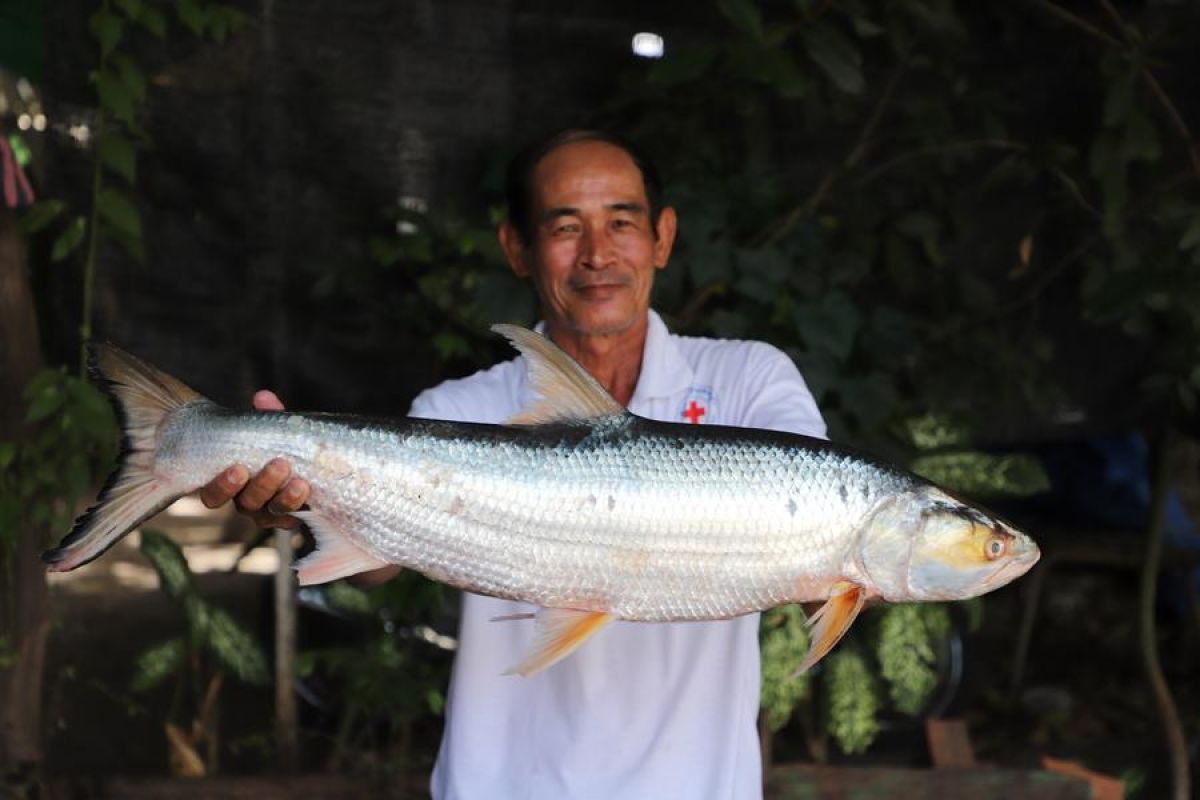 Ikan langka kembali ditemukan di Kamboja setelah 2 dekade menghilang