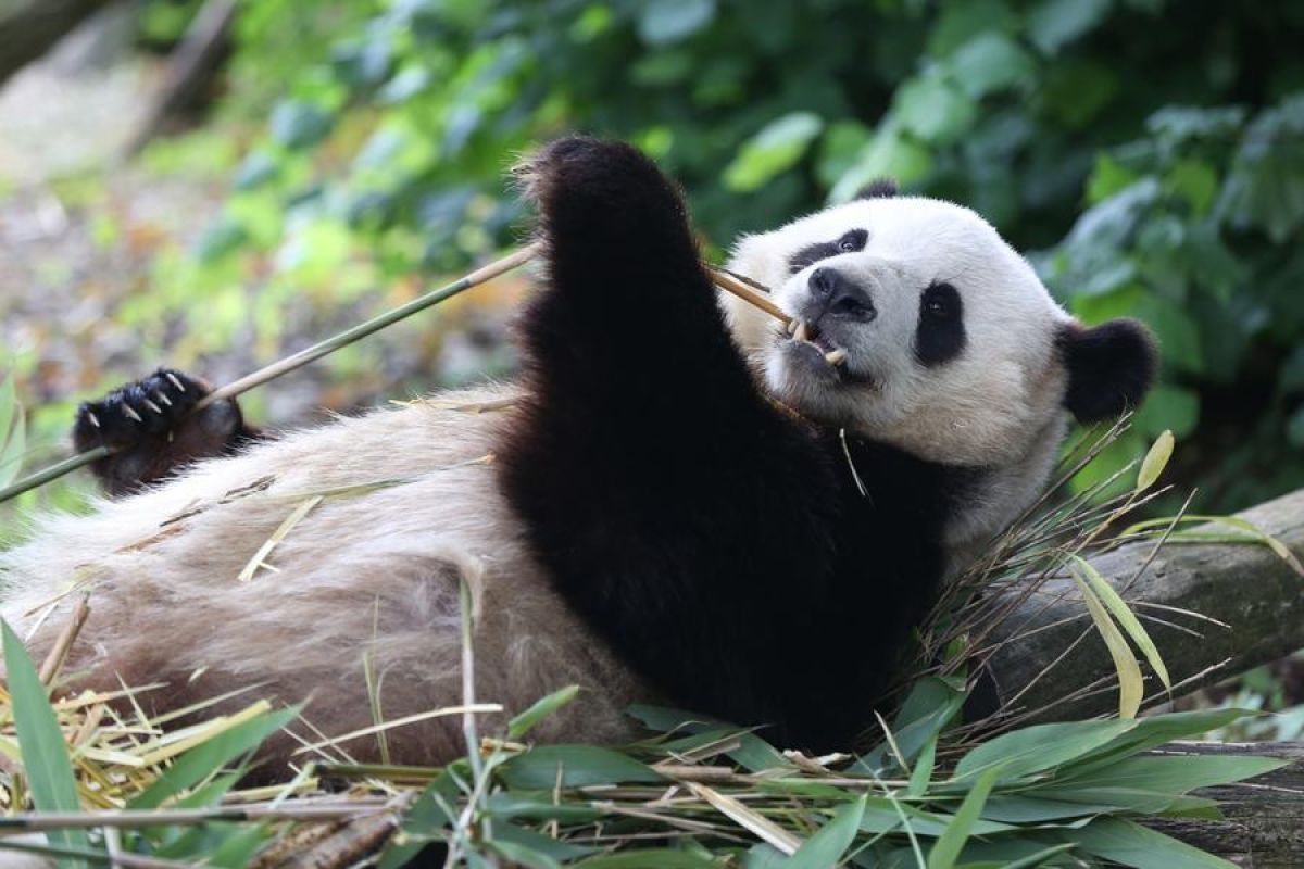 Kebun binatang Belgia pulangkan tiga ekor panda raksasa ke China Desember