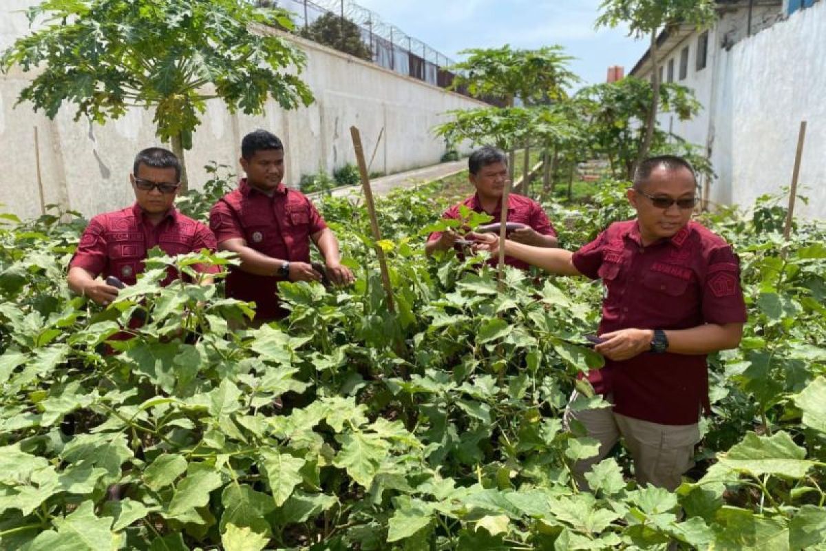 Rutan Pekalongan manfaatkan lahan terbatas untuk ketahanan pangan