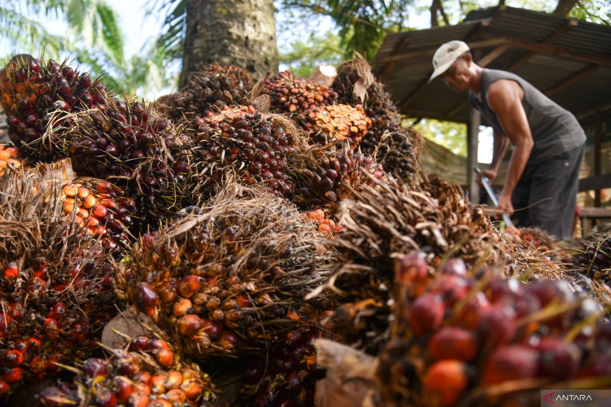 Perlu tambahan 2 juta ton metanol untuk membuat B50: pemerintah