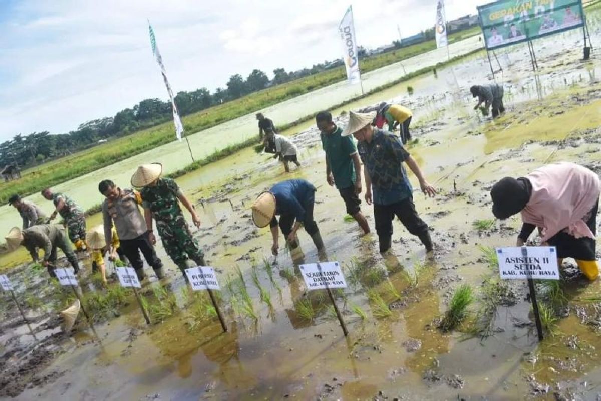 Pemkab Kubu Raya targetkan produksi padi 69.462 ton