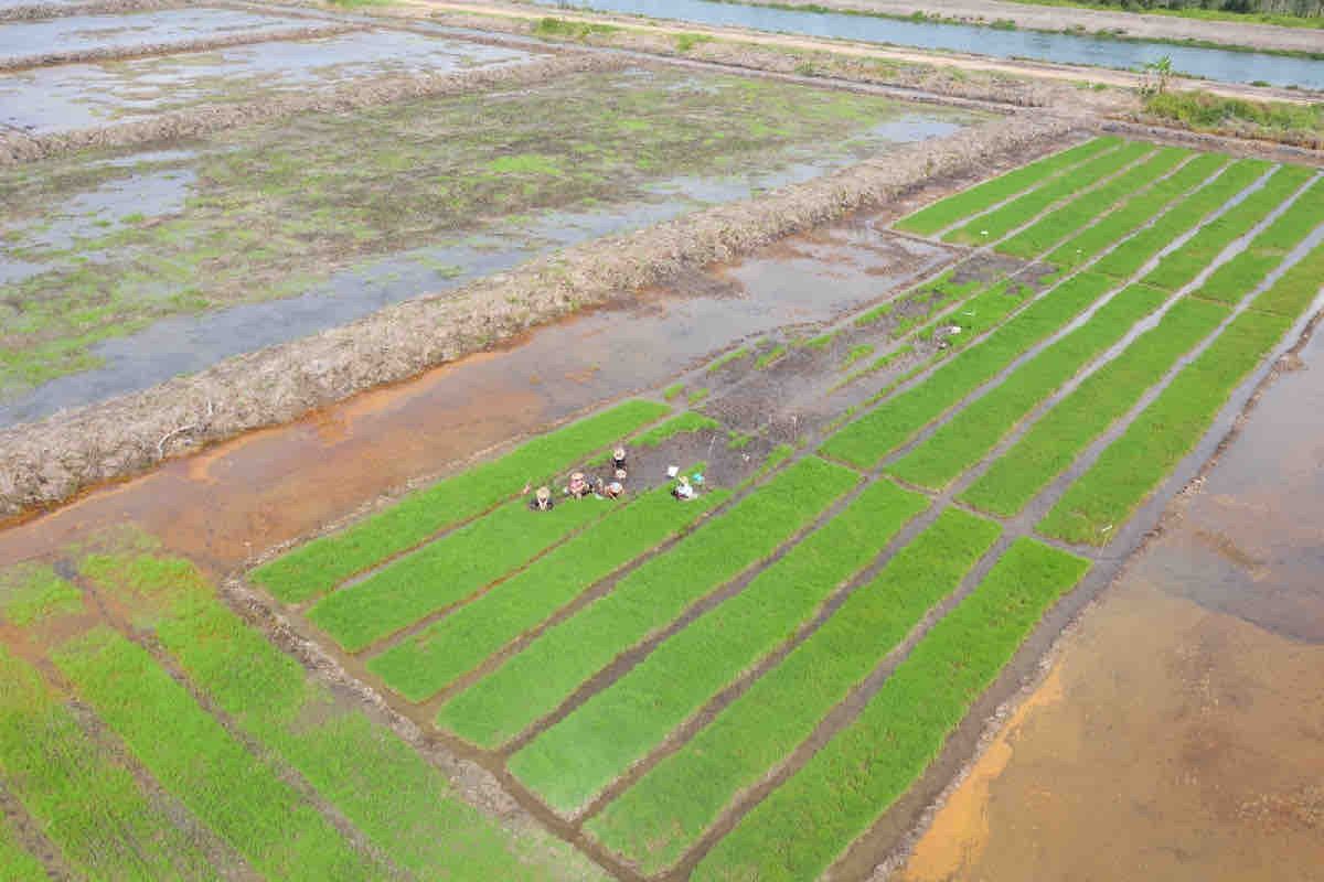 Pemerintah siapkan program cetak sawah perkuat ketahanan pangan