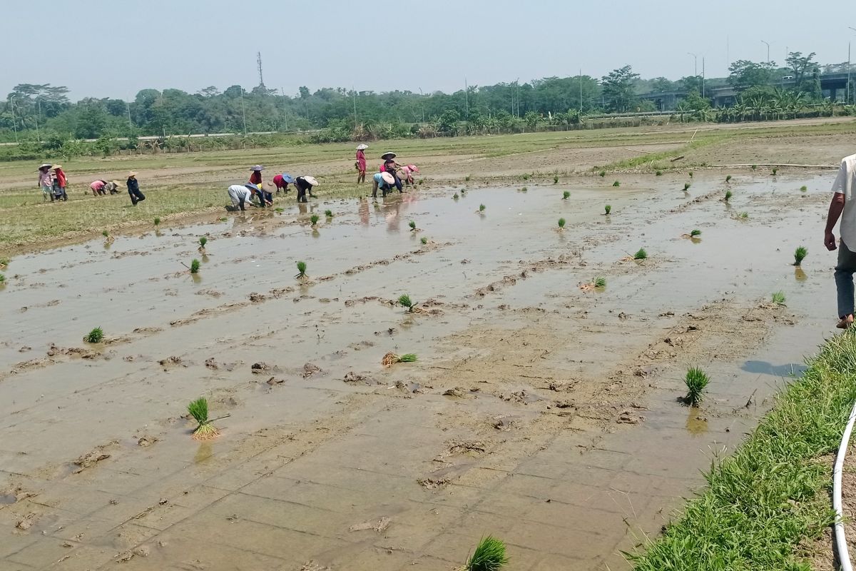 Distan Provinsi Banten minta gapoktan perkuat kelembagaan kelompok tani