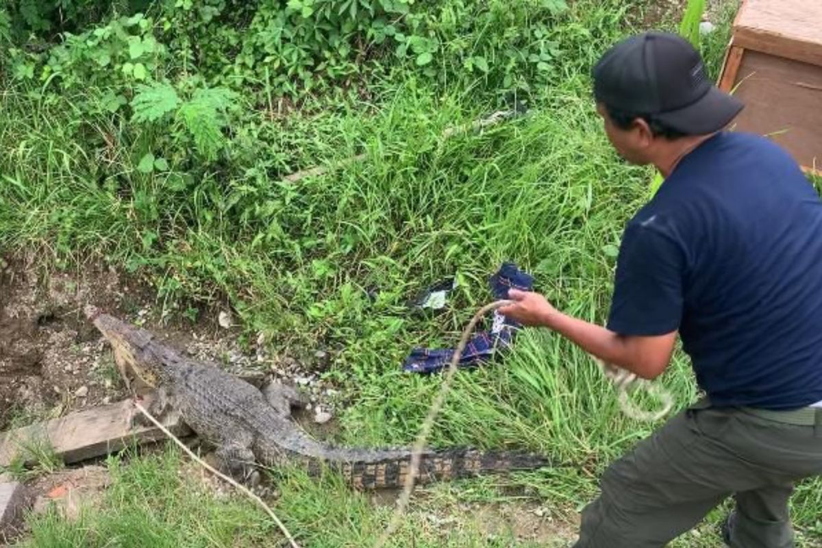 BKSDA Maluku lepas liarkan 32 ekor satwa  dilindungi