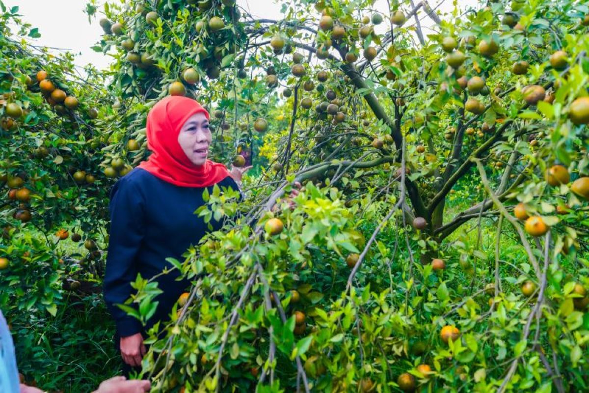 Khofifah ajak warga Jatim perbanyak konsumsi buah lokal