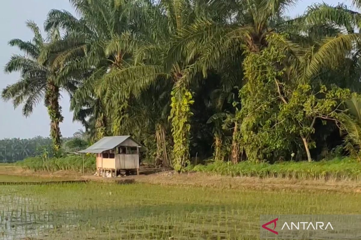 Pemkab Mukomuko usulkan cetak sawah baru 400 ha