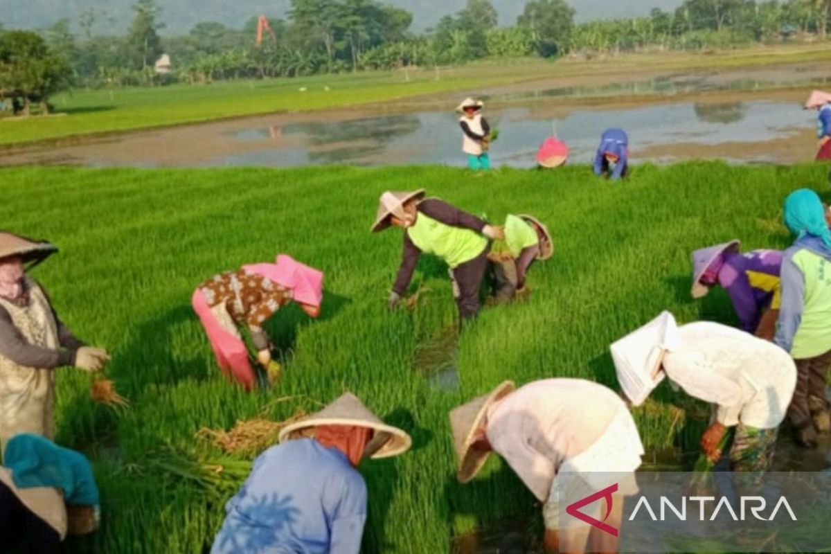 Dinas Pertanian Karawang turunkan pompa air atasi kekeringan sawah di Banyusari