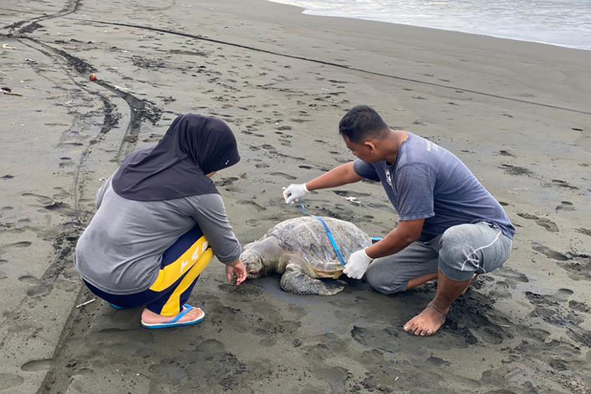 Wisatawan temukan bangkai penyu terdampar di Pantai Sodong Cilacap Jawa Tengah