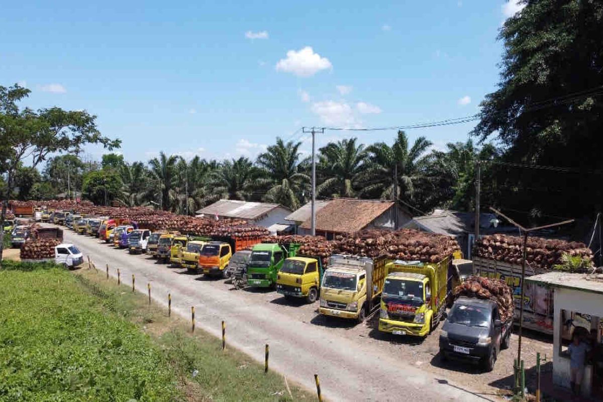 PTPN kirim TBS ke Lampung akibat pabrik swasta di Banten rusak