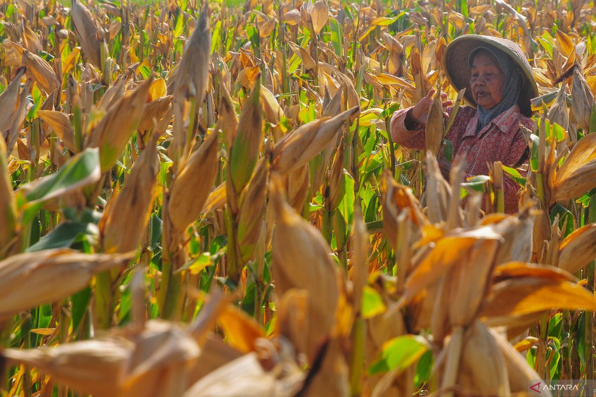 Indonesia targets 1 mln hectares for new corn plantation