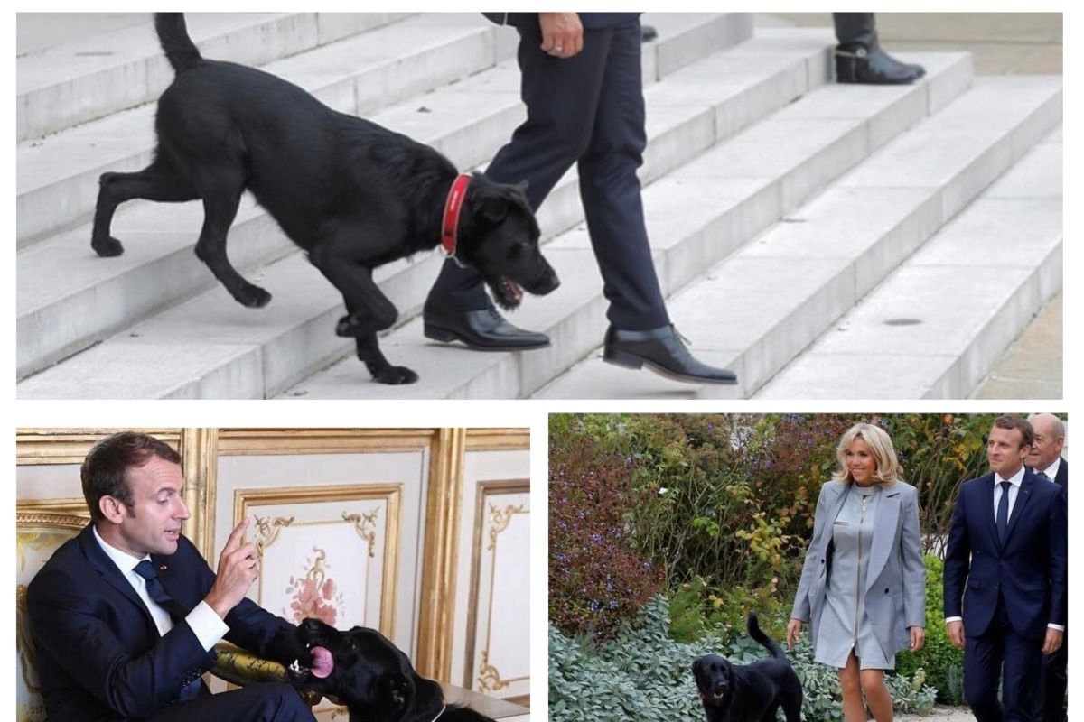 Nemo, anjing peliharaan Presiden Prancis Macron