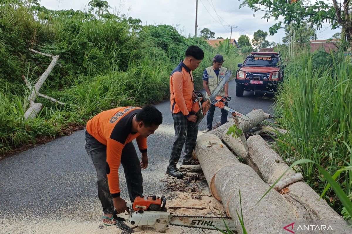 Empat pohon di OKU Selatan tumbang dan melintang di jalan