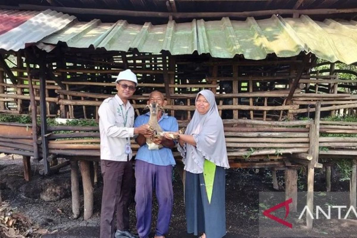 Apical jalankan program budi daya kambing pada kelompok tani di Dumai