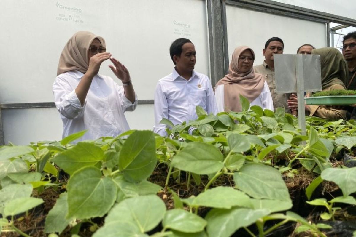 Menhut Raja Juli Antoni minta bibit pohon untuk masyarakat fokus ke HHBK