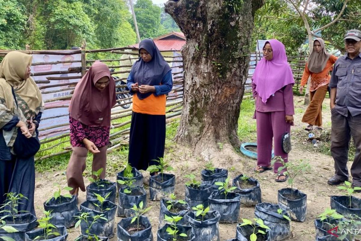 Pemkot Batam galakkan penanaman cabai di daerah 3T