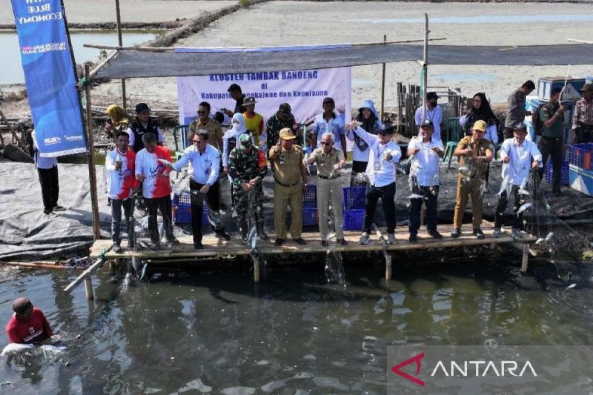 BPBAP Takalar panen ikan bandeng tiga ton pada peringatan HUT KKP