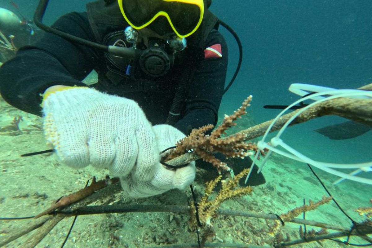 Seasoldier Ambon transplantasi 600 terumbu karang di Morella