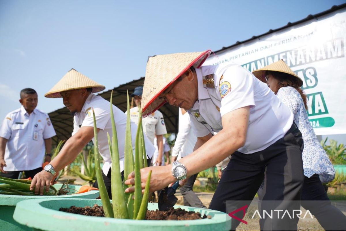 Pemerintah Kota Pontianak kembali galakkan tanam lidah buaya