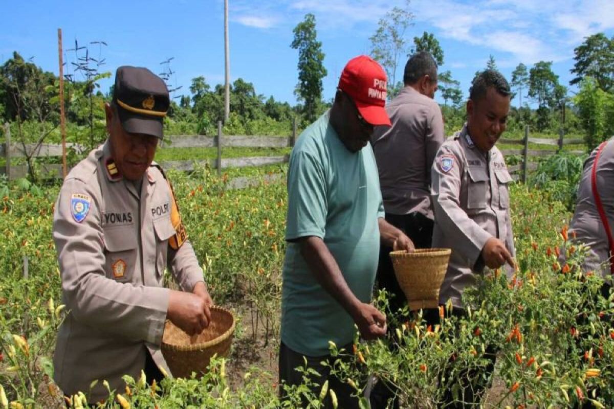 Polres Jayapura mendukung peningkatan tanaman hortikultura