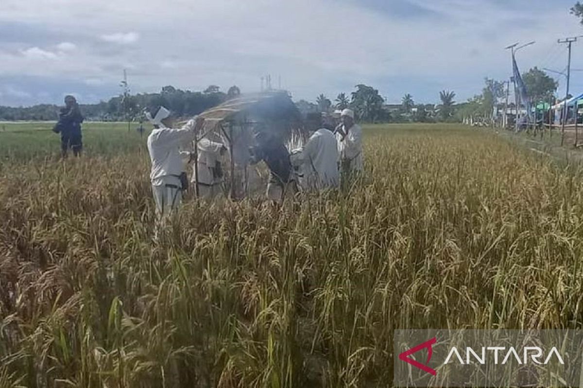 Bangka Belitung fokuskan atasi regenerasi petani rendah