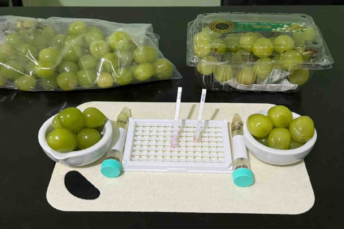 Shine Muscat Grapes Safe for Consumption in Indonesia, Confirms National Food Agency