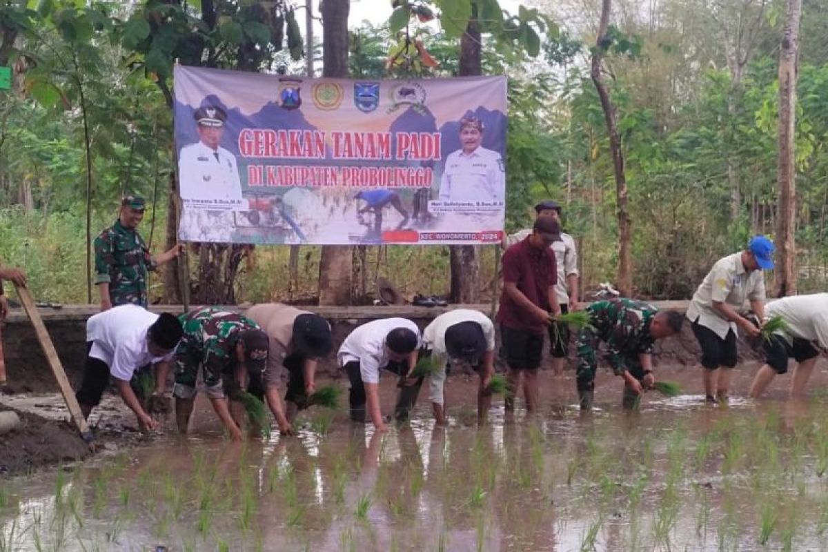 Gerakan tanam padi Pemkab Probolinggo dengan irigasi perpipaan